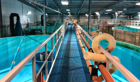 smolt-ras-system-stirling