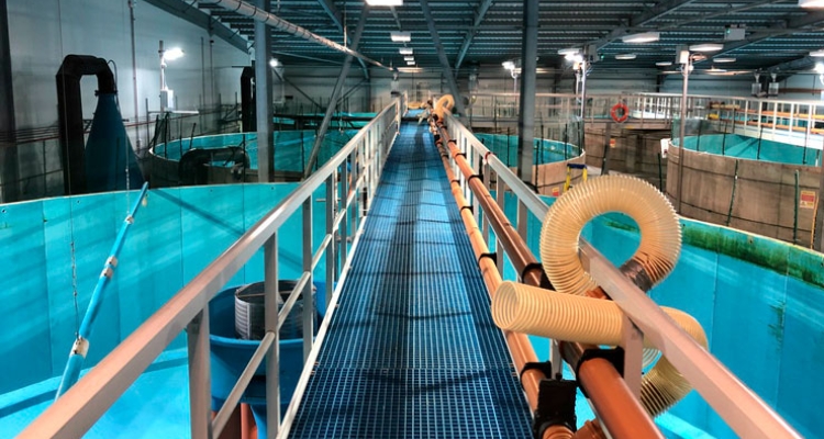 smolt-ras-system-stirling smolt-ras-system-stirling
