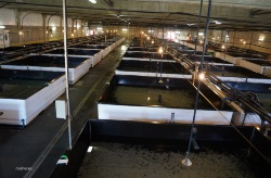 Tribunal Superior de Justicia de Galicia da la razón a Stolt Sea Farm para operar en Quilmas hasta 2069
