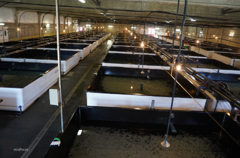 Stolt Sea Farm, instalaciones Cervo