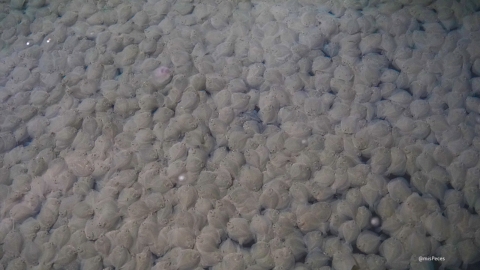 Stolt Sea Farm, ciento de juveniles de rodaballos