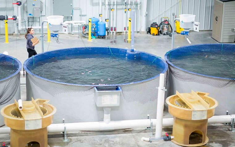 Instalaciones RAS de Superior Fresh