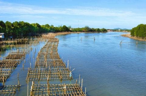 Acuicultura en Tailandia