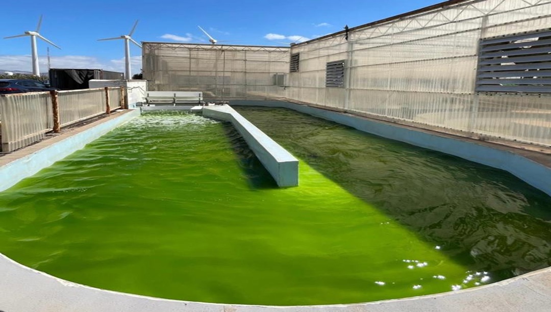 Tanque abierto cultivo de microalgas