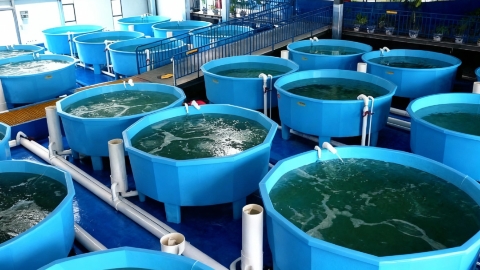 tanques circulares y octogonales