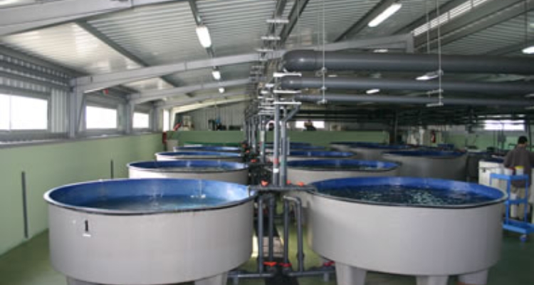 tanques-cultivo-aquaexcel tanques-cultivo-aquaexcel