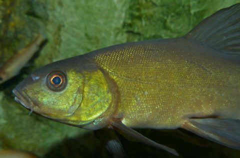 Tenca (Tinca tinca)