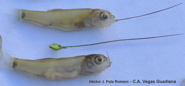 tenca-graminea-vegas-guadiana