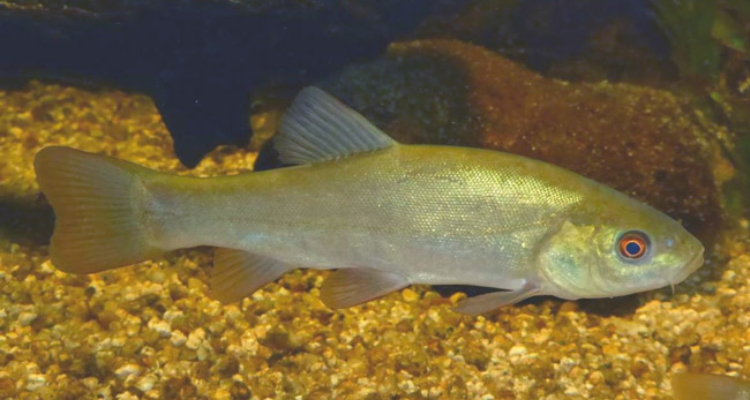 Tenca (Tinca tinca) /Junta Extremadura