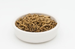 Nuevos datos apuntalan la harina de insecto como sustituto de ingredientes marinos en dietas de lubina europea