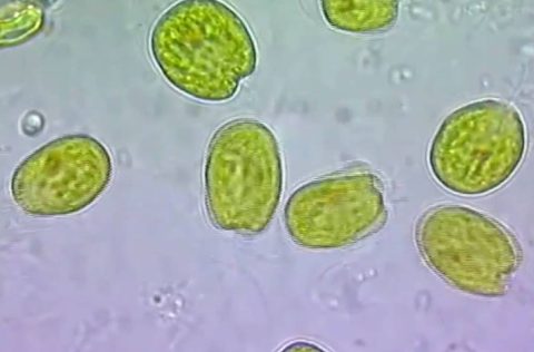 Tetraselmis sp
