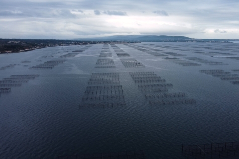 Cultivo de ostras en Francia