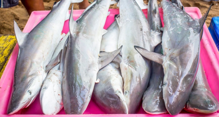 tiburones-pescaderia