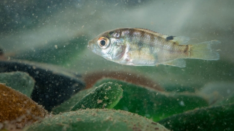 Alevín de tilapia (Oreochromis niloticus)