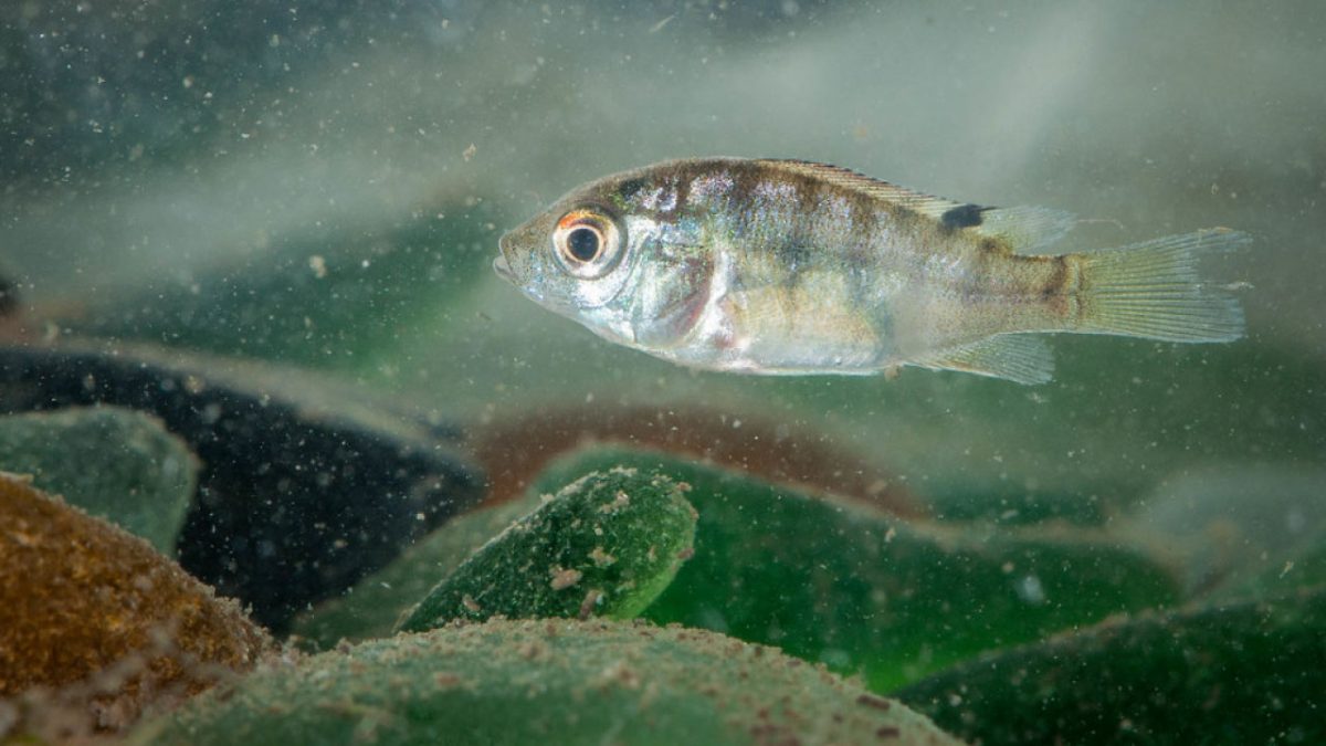 Alevín de tilapia (Oreochromis niloticus)