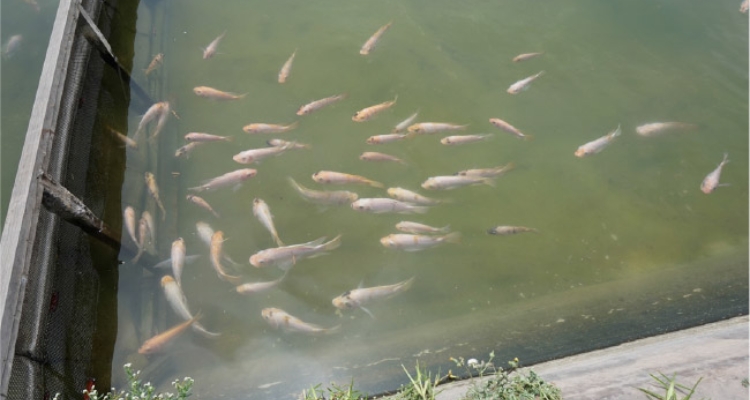 tilapia-biofloc