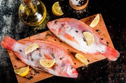 Mantener periodos de ayuno regular en juveniles de tilapia puede beneficiar el estado de salud de los peces