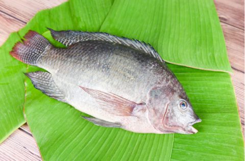 Tilapias con hojas de fondo