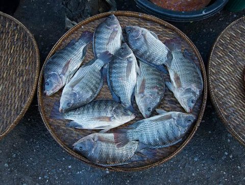 Tilapia del Niilo en mercado