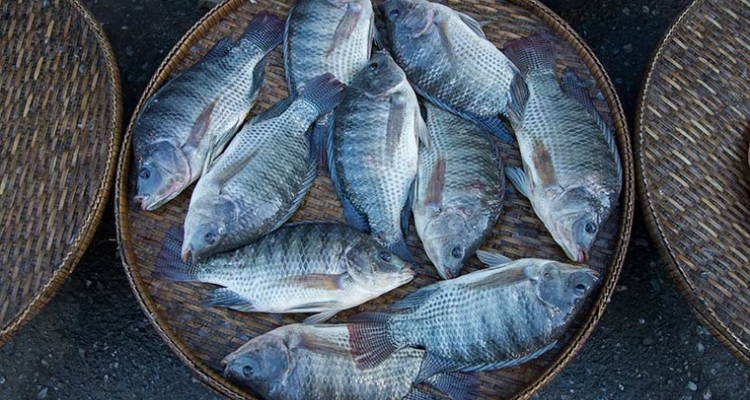 Tilapia del Niilo en mercado Tilapia del Niilo en mercado