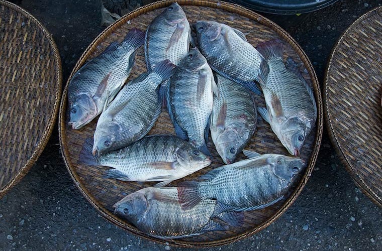 Tilapia del Niilo en mercado Tilapia del Niilo en mercado