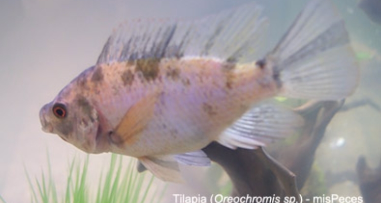 tilapia-oreochromis tilapia-oreochromis