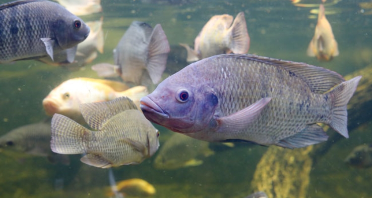 tilapia-roja-acuario-w tilapia-roja-acuario-w