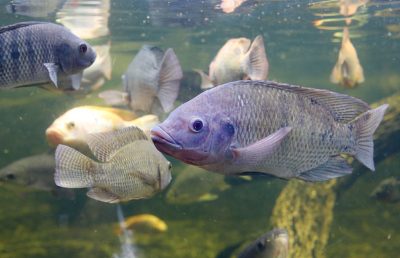 Argentina excluye de la regulación como OGM la edición genética de tilapia para su mejora productiva