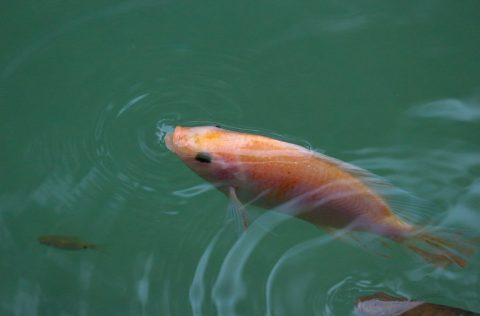Tilapia roja estanque