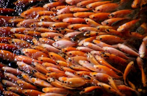 Tilapias rojas en tanques