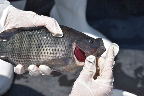 Tilapia SANIPES Perú