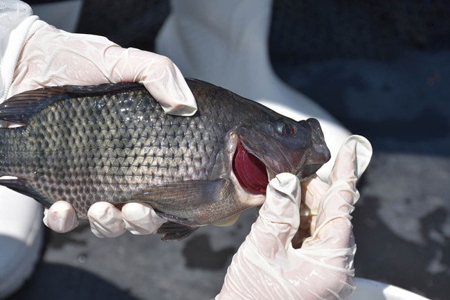 Tilapia SANIPES Perú Tilapia SANIPES Perú