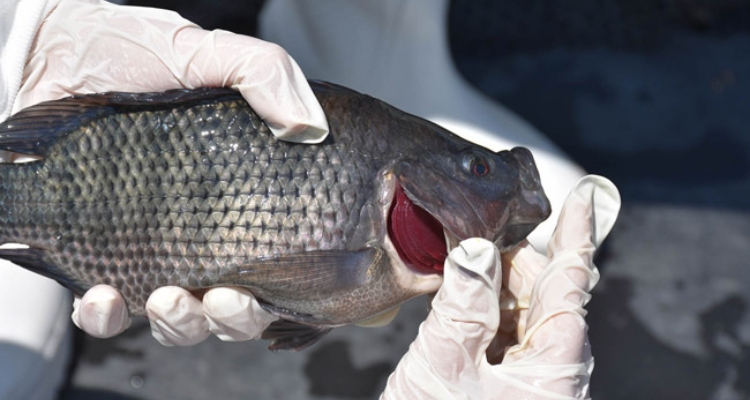 Tilapia SANIPES Perú Tilapia SANIPES Perú