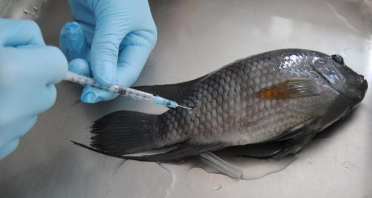 Ejemplar tilapia /SANIPES