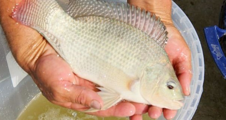 tilapia