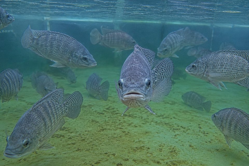 Tilapias de acuicultura