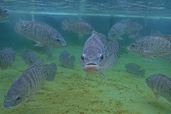 La edición genética busca dar el salto de peces que crecen más rápido a líneas adaptadas a los problemas reales de las granjas