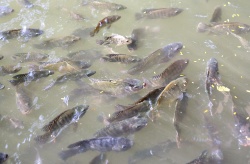 La temperatura ideal de cultivo de la tilapia está en 26 grados centígrados