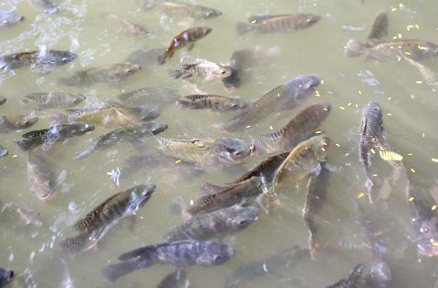 Tilapias estanques