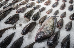 Escamas de pescado como fuente de textiles biónicos. Aplicaciones de la economía circular