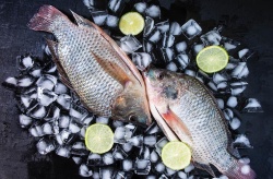 La tilapia sigue siendo la especie con mayores tasas de crecimiento a nivel mundial