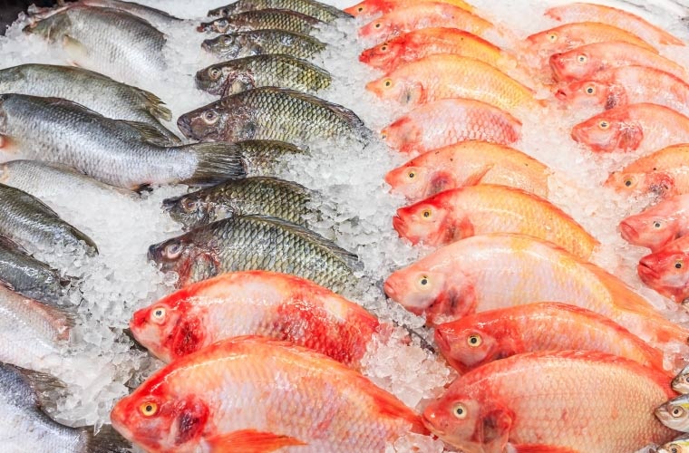 Tilapias roja y nilótica Tilapias roja y nilótica