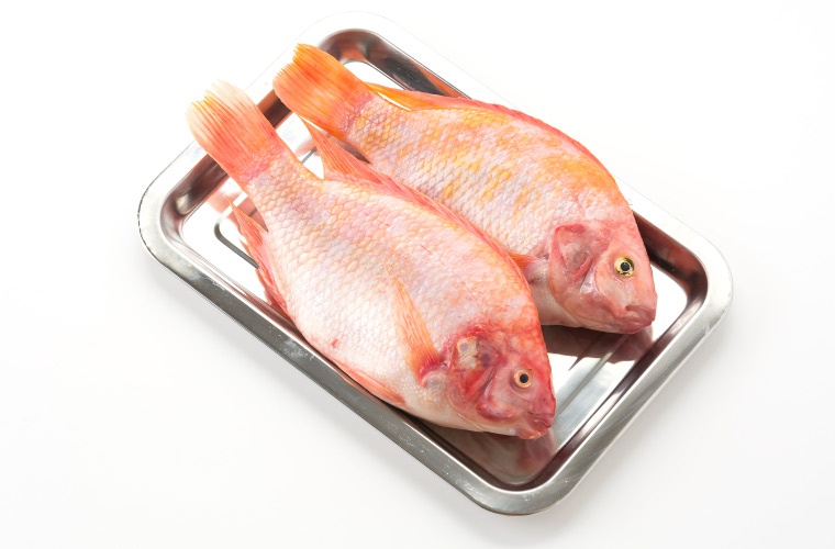 Tilapias rojas (Oreochromis niloticus) Tilapias rojas (Oreochromis niloticus)
