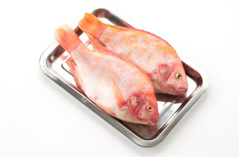 Tilapias rojas (Oreochromis niloticus)