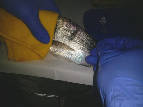 tomando-muestras-mucus-dorada
