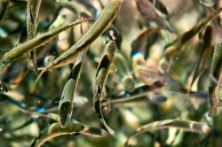 Un estudio determina por primera vez cómo usar aceite de laurel y lavanda como anestésico en trucha arcoíris