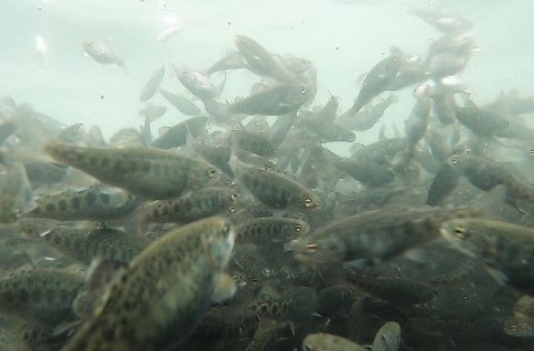 Juveniles de trucha arcoíris alimentándose