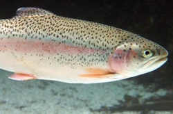 Salmónidos: ¿Cuáles son los objetivos de formulación de AQUASOJA?