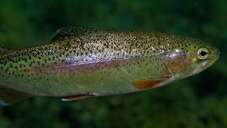 Nadar antes de la manipulación ayuda a la trucha arcoíris a afrontar el estrés