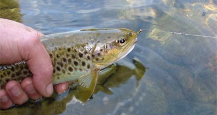 trucha-campeonato-pesca